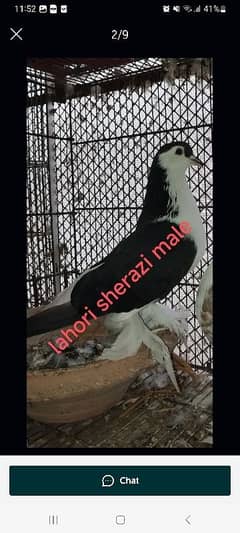 Lohari Sherazi