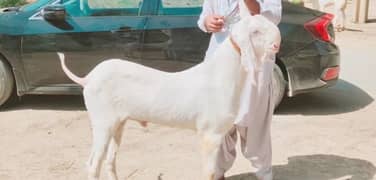 Qurbani Lagne Wala Rajanpuri Bakra For Sale,03278290878