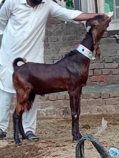 Nagra 2 Dant Bakra 2025 Ki Qurbani Ka Liye