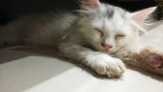 cat almost 2 month