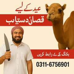 Qasai Available for Eid – Expert in Camel - 0311 6756901