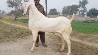 Qurbani Lagne Wala Rajanpuri Bakra For Sale CALL,03278290878