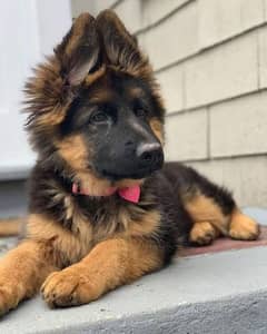 German shepherd puppies Double CoatMy WhatsApp number 03407290940