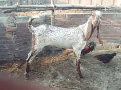 Makhi