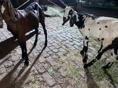 Desi goats