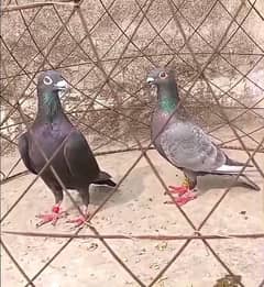 Top Quality Pigeons