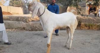 Rajanpuri