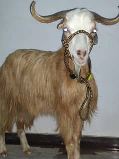 Qurbani k Bakra for sale