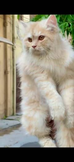 Persian cat