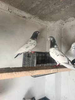 peigons pairs available