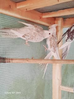 Cinnamon Cocktail Pair