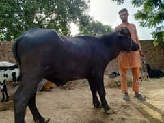 2 dant jhotta for QURBANI call or what's up 03421217945