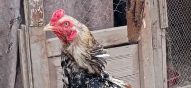 very urgent for sale kondal balo wala