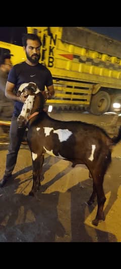 dasi bakra for Eid 2025