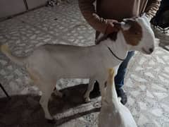 2 Dant Bakray For Qurbani