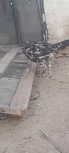 cheeni breeder aseel pure blood line