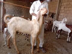 Beetal qurbani k full size bakery available