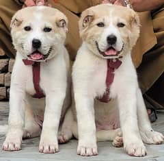 Afghan kochi dog sale