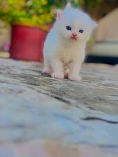 Persian kitten for sale