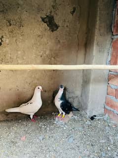 SHERAZI PIGEONS