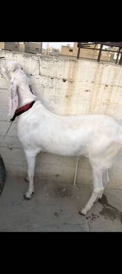 Rajanpuri Nassal Bakra masoom khassi paltoo Shareef 35 kilo meat