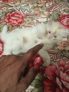 Baby