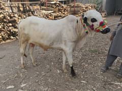 bull for sale 03149696726