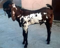 bital bakra | 2 dant |03004363436