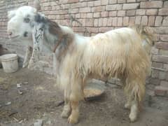 Qurbani k janver sale k lia available hn