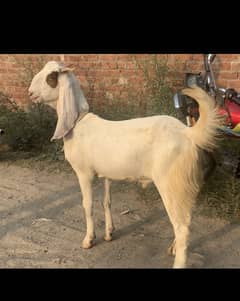 Qurbani k liye Bakra 2 dant khassi