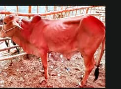 Qurbani Cows hissa Available