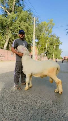 1 pure gulabi mondra lela