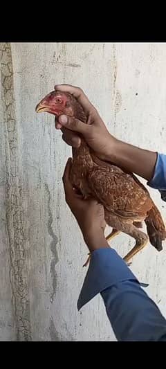 aseel peelai pattai