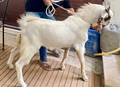 2 Large Goats for Sale (pair)