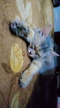 Persian cat double coated
