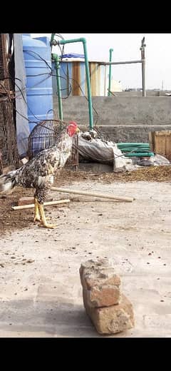 shamo aseel