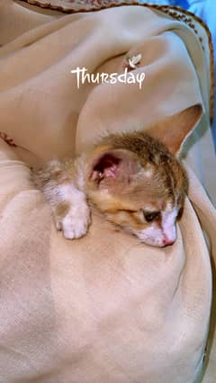 Kitten