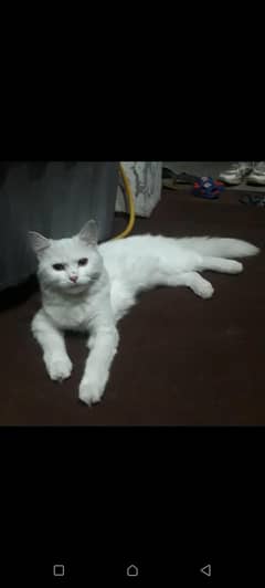 Persian cat