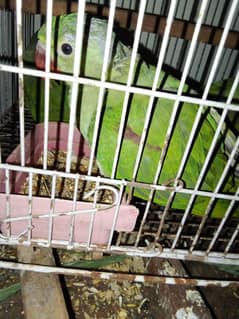 raw chicks self and healthy best for hand tame purpose