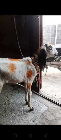 Doonda bakra for qurbani