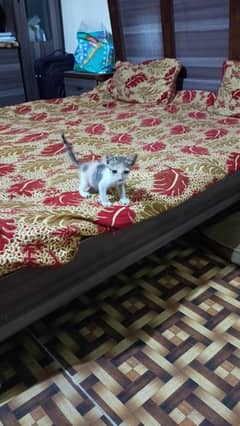 15 days kitten for free