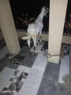 qurbani k leye for sale