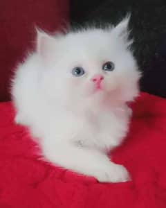 persian male blue eye kitten