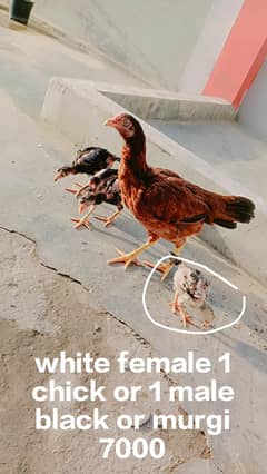 jisko chahiye whi rabta kare