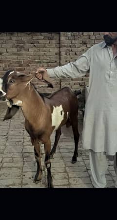 Desi