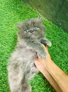 Triple Coat Punch Face Kitten