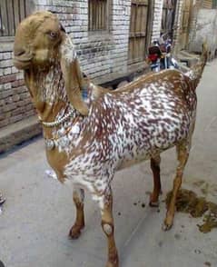 Butcher Available  03208101805 ربکرا, چھترا ذبح کرانے کیلئے رابطہ