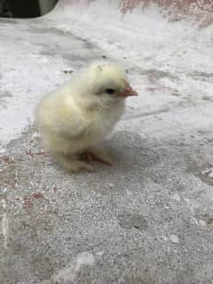 Light colombia brahma chicks- 1-3 months age