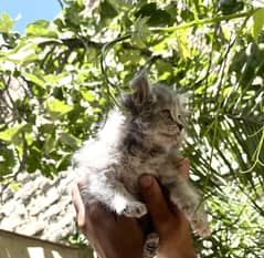 Persian kitten  WhatsApp number 03173242488