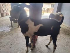 bakra